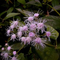 Chromolaena odorata (L.) R.M.King & H.Rob.